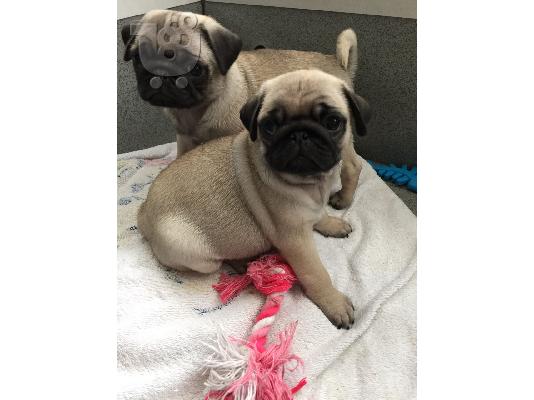 PoulaTo: Pug κουτάβια διαθέσιμα